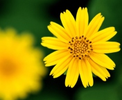 Fondo de pantalla Beautiful Yellow Flower 176x144