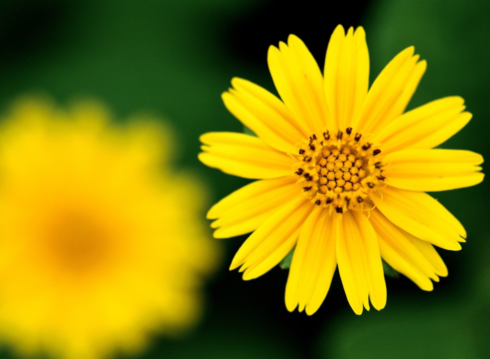 Das Beautiful Yellow Flower Wallpaper 1920x1408