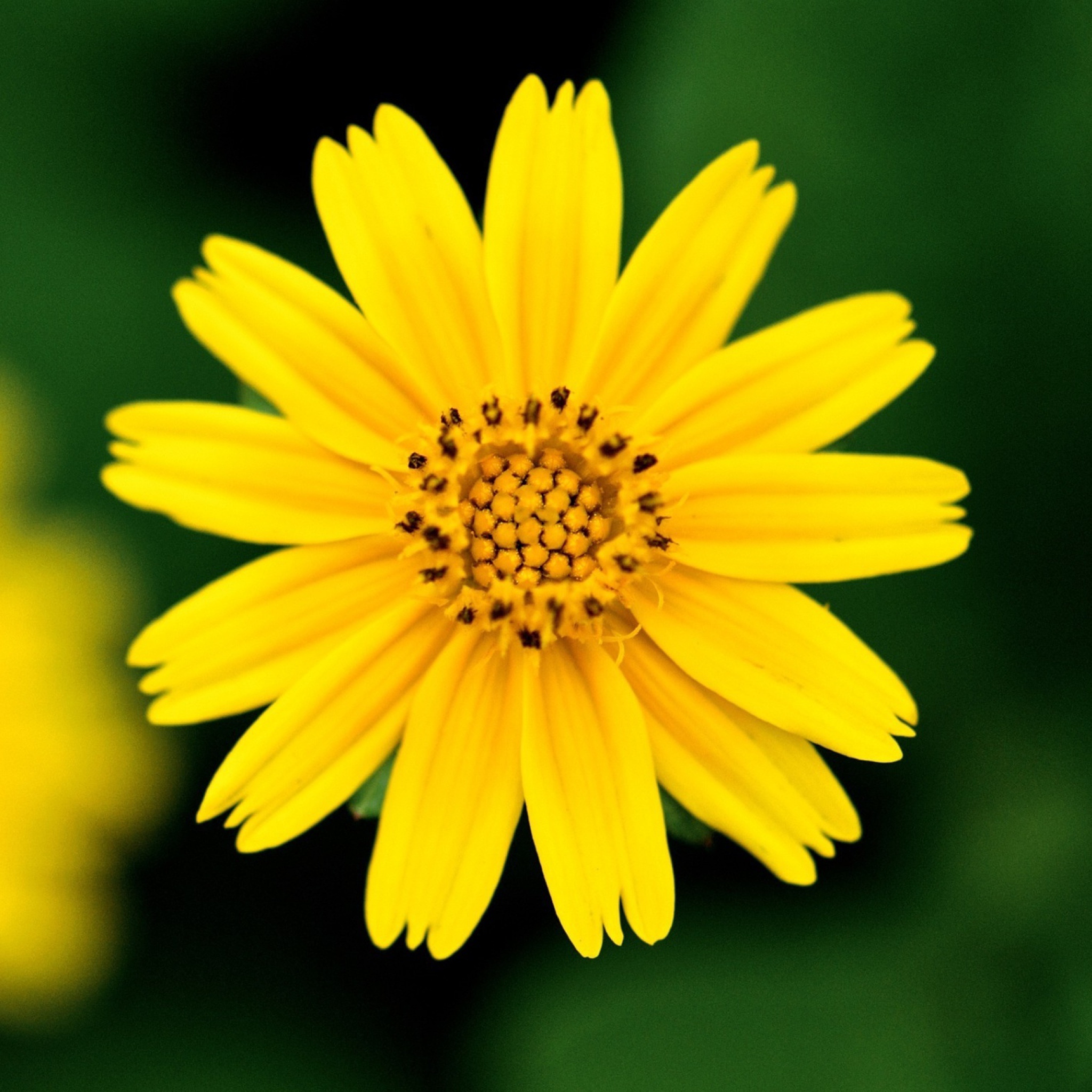 Обои Beautiful Yellow Flower 2048x2048