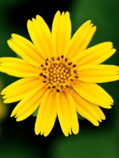 Обои Beautiful Yellow Flower 240x320