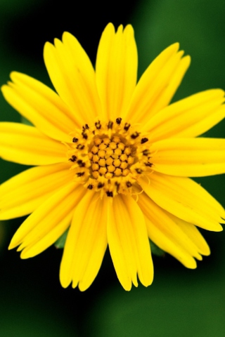 Das Beautiful Yellow Flower Wallpaper 320x480