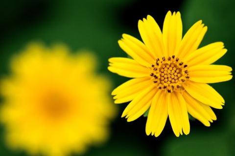 Sfondi Beautiful Yellow Flower 480x320