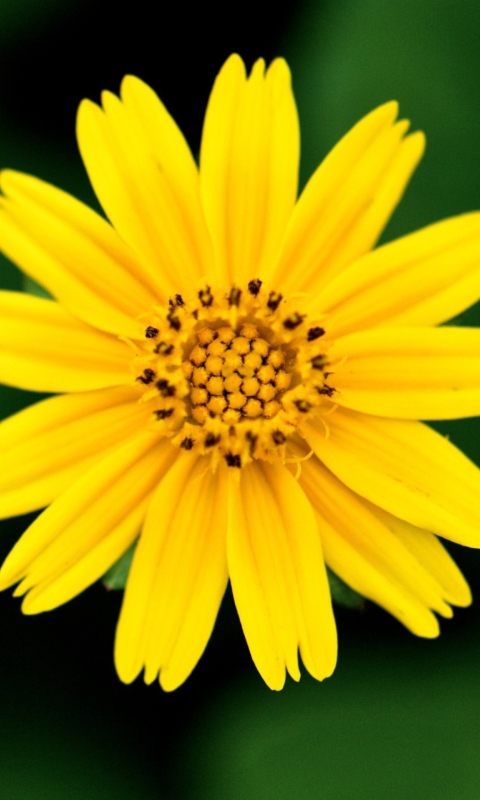 Обои Beautiful Yellow Flower 480x800