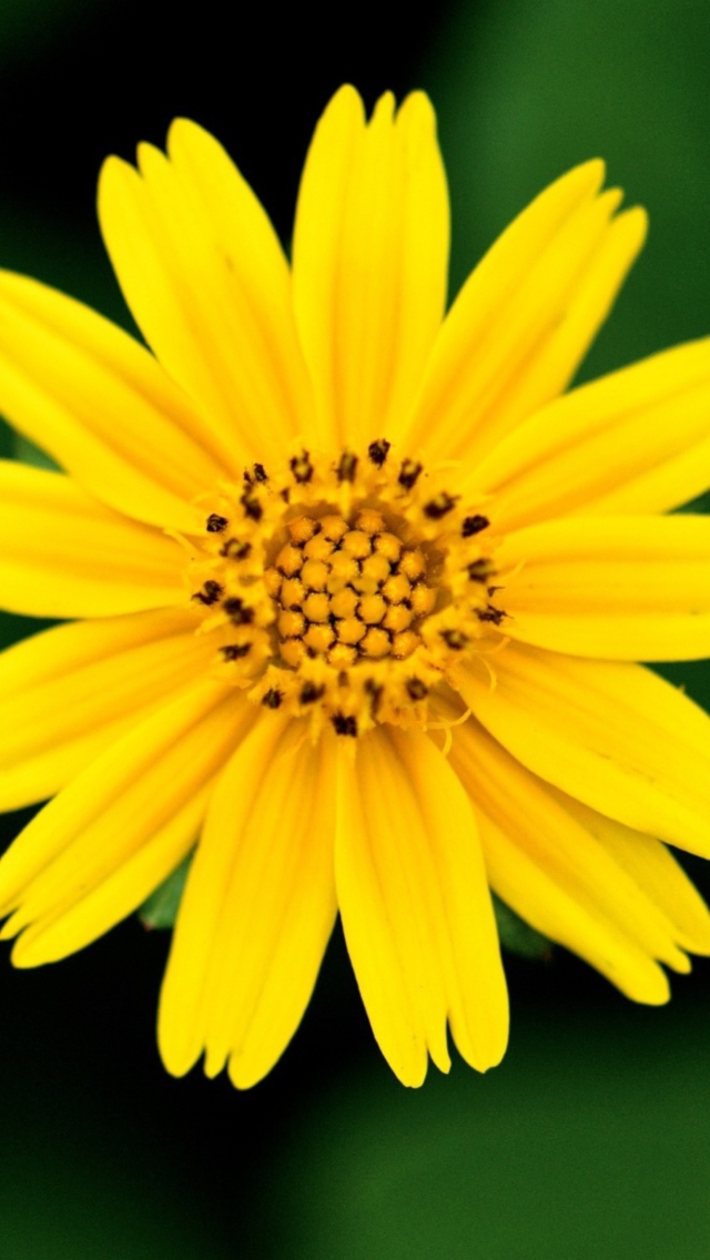 Sfondi Beautiful Yellow Flower 640x1136