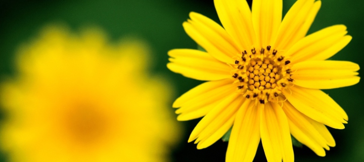 Sfondi Beautiful Yellow Flower 720x320