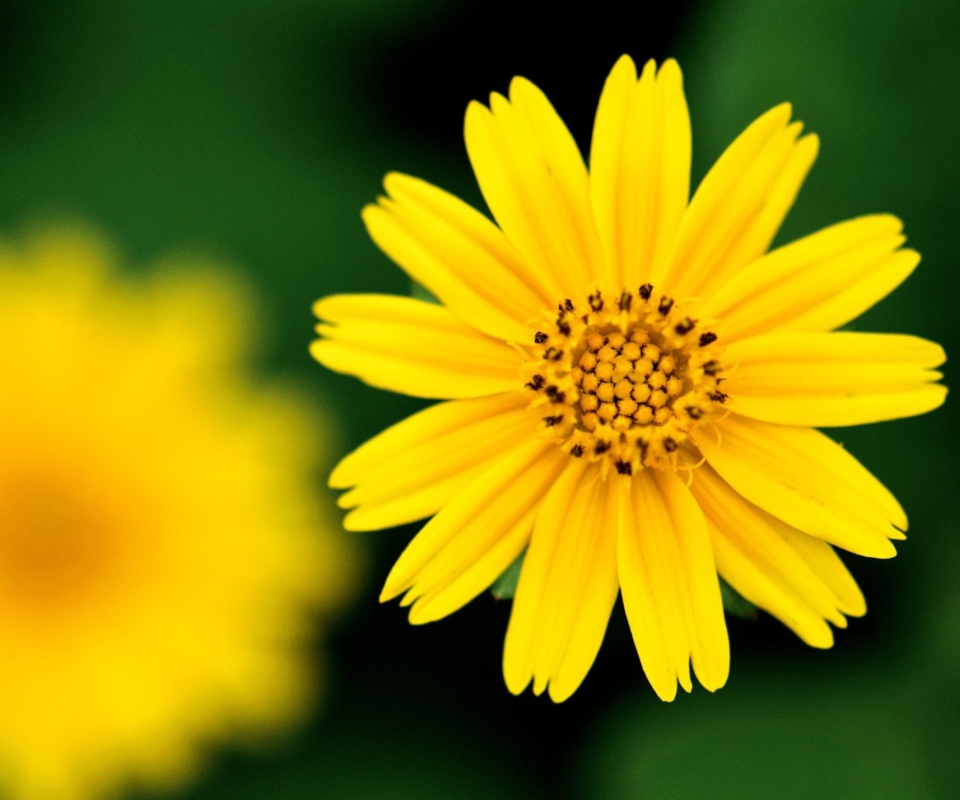 Обои Beautiful Yellow Flower 960x800