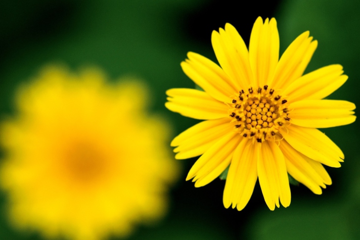 Fondo de pantalla Beautiful Yellow Flower