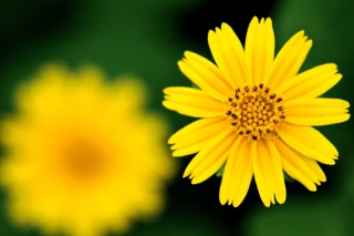 Beautiful Yellow Flower Wallpaper for Android, iPhone and iPad