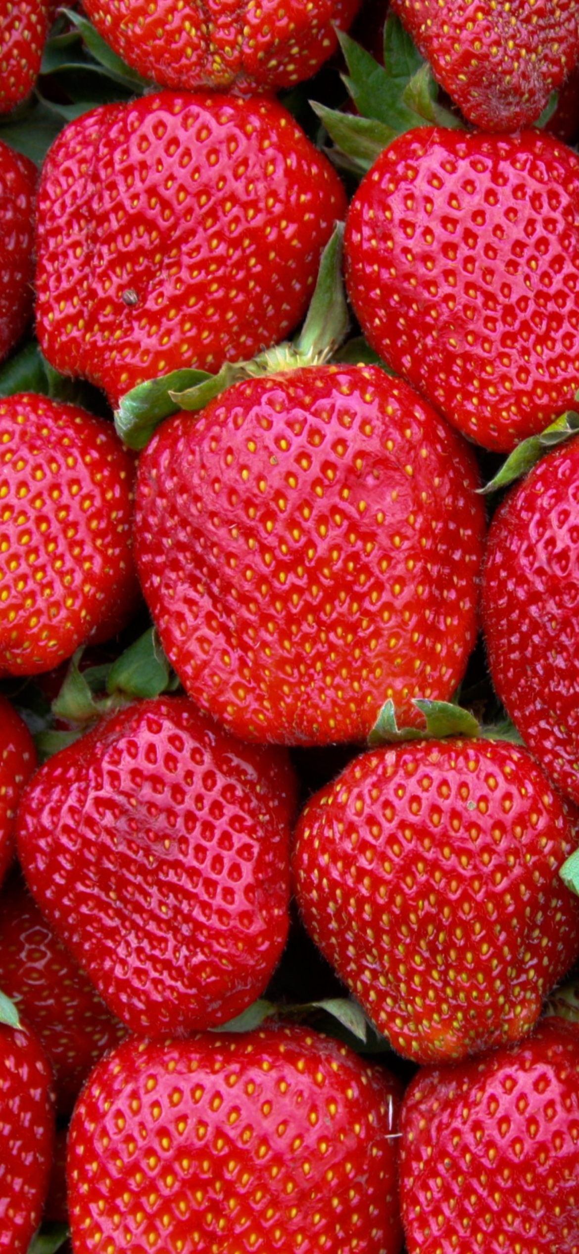 Best Strawberries wallpaper 1170x2532