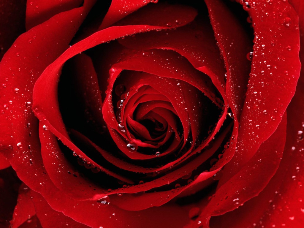Scarlet Rose With Water Drops wallpaper 1024x768
