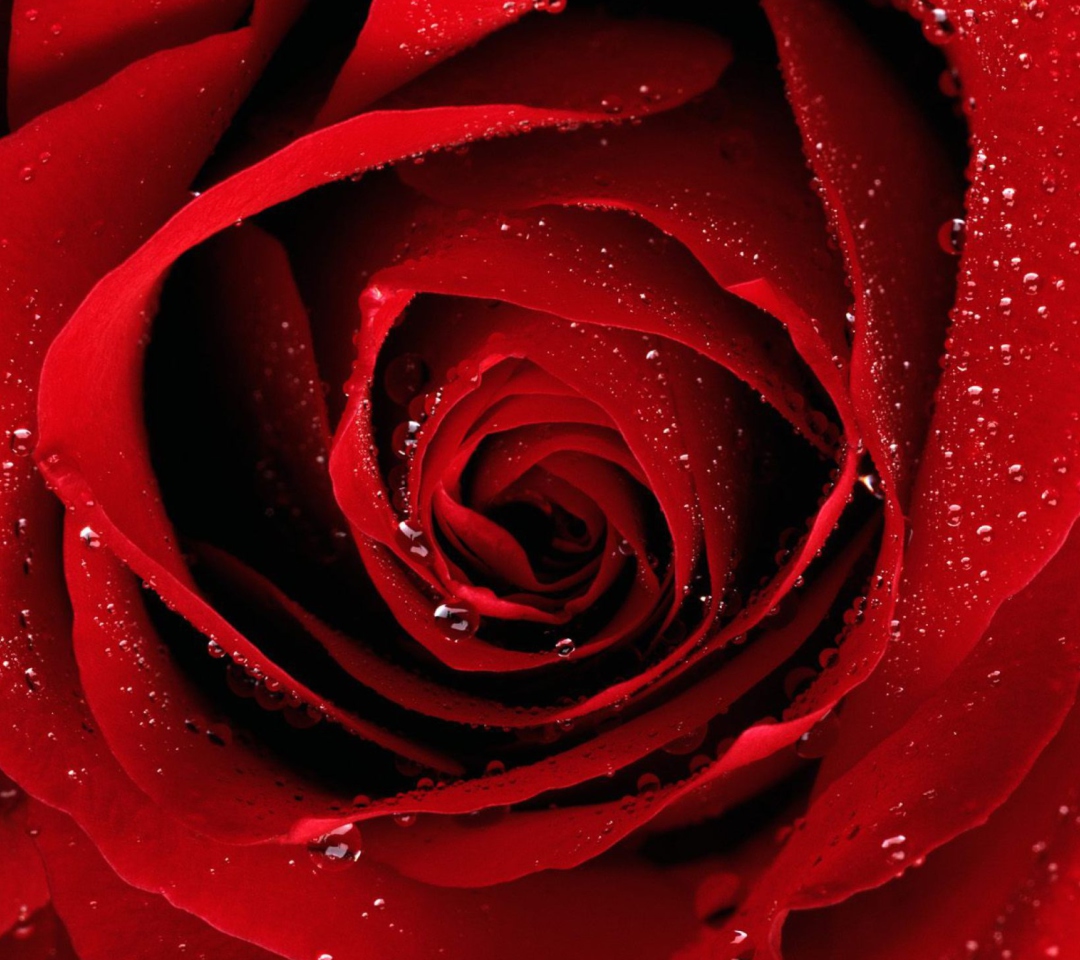 Обои Scarlet Rose With Water Drops 1080x960