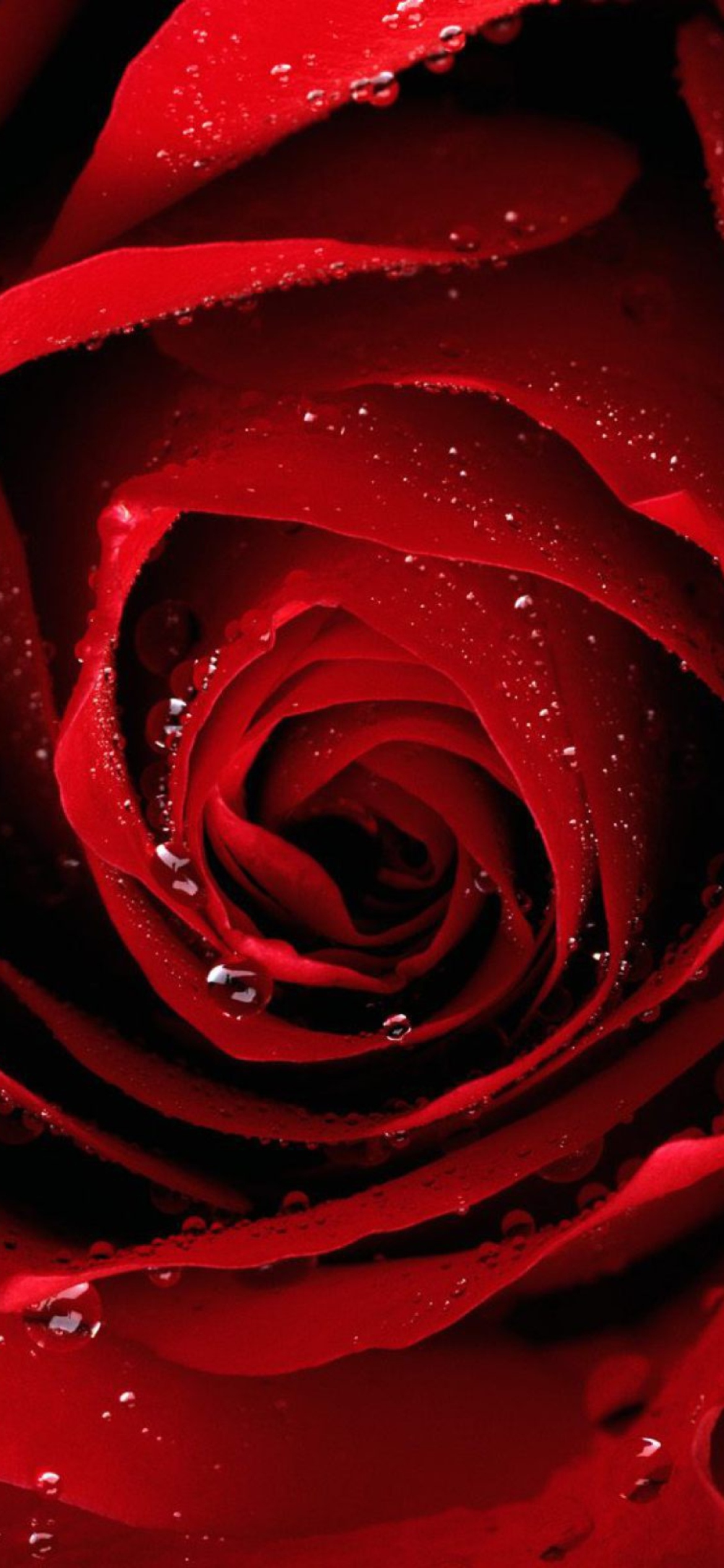 Scarlet Rose With Water Drops wallpaper 1170x2532