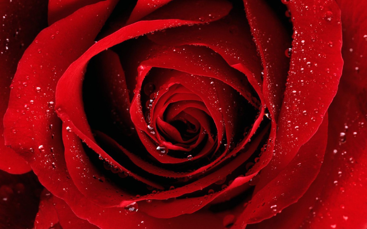 Fondo de pantalla Scarlet Rose With Water Drops 1280x800