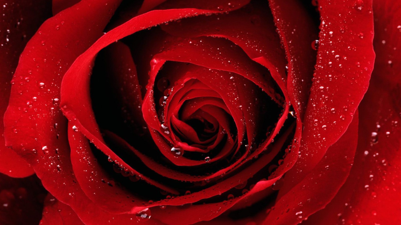 Обои Scarlet Rose With Water Drops 1366x768