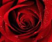 Das Scarlet Rose With Water Drops Wallpaper 176x144