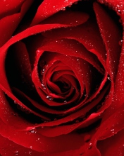 Das Scarlet Rose With Water Drops Wallpaper 176x220