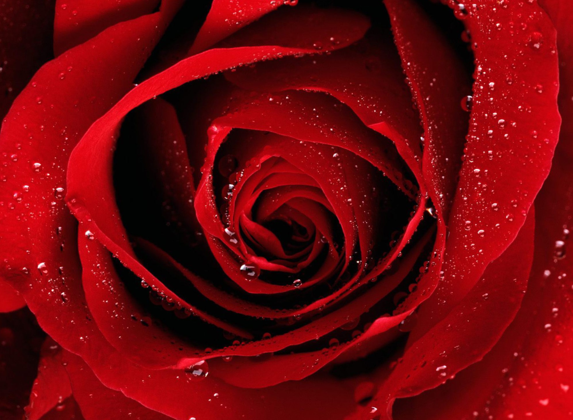 Fondo de pantalla Scarlet Rose With Water Drops 1920x1408
