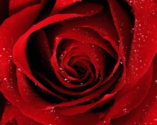 Scarlet Rose With Water Drops wallpaper 220x176