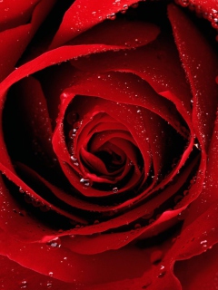 Das Scarlet Rose With Water Drops Wallpaper 240x320