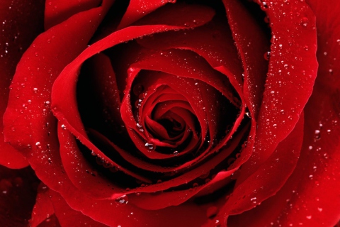 Обои Scarlet Rose With Water Drops 480x320