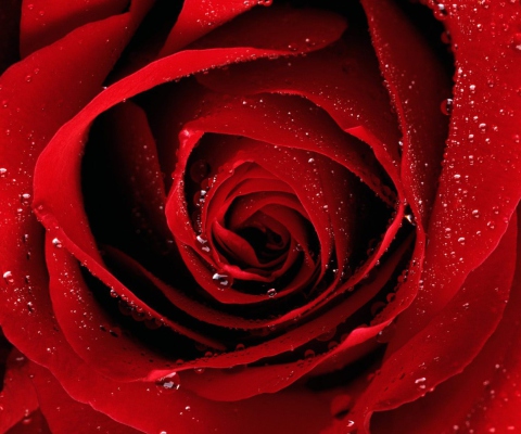 Sfondi Scarlet Rose With Water Drops 480x400