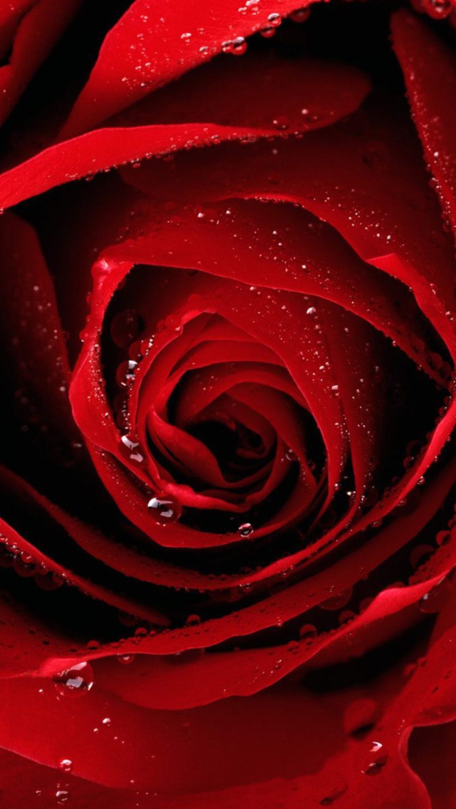 Das Scarlet Rose With Water Drops Wallpaper 640x1136