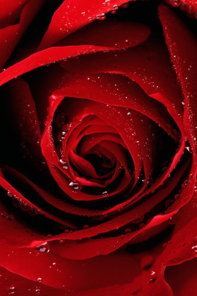 Scarlet Rose With Water Drops wallpaper 640x960