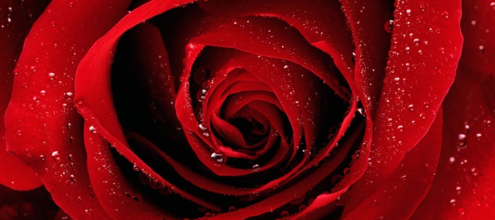 Das Scarlet Rose With Water Drops Wallpaper 720x320