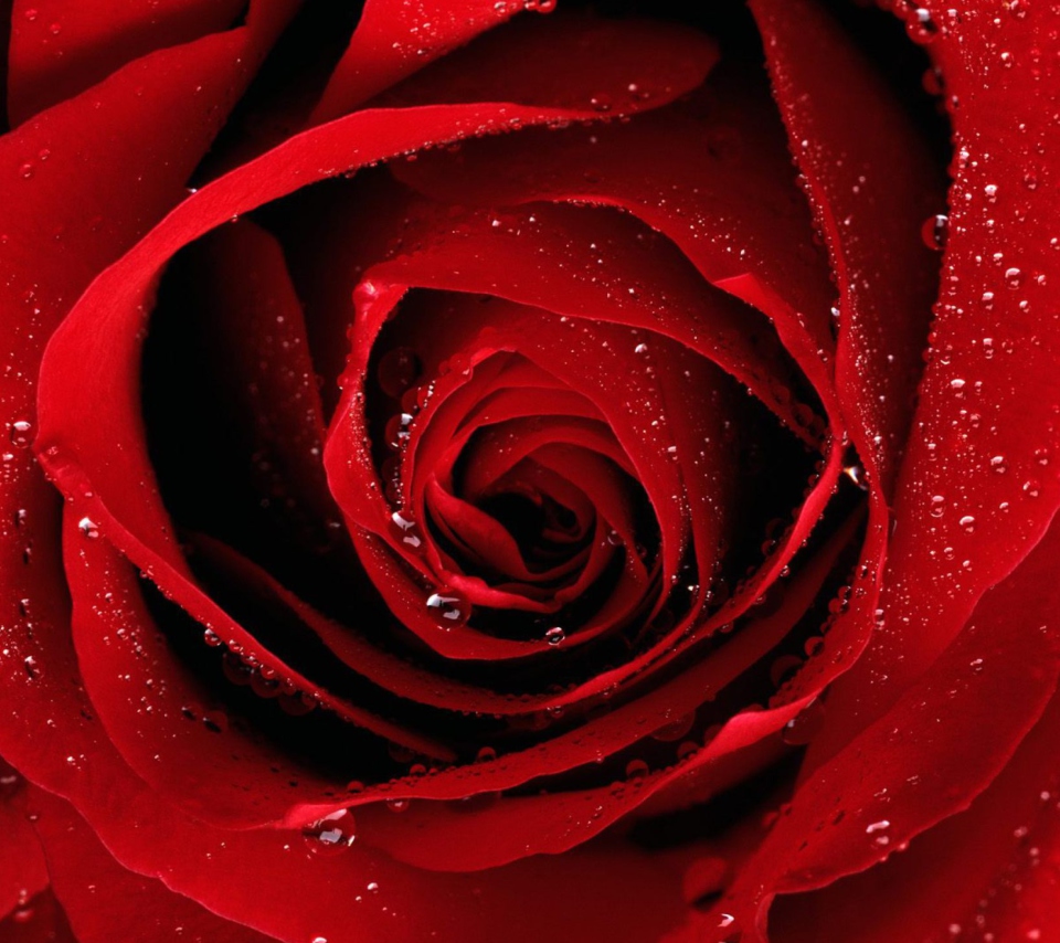 Обои Scarlet Rose With Water Drops 960x854