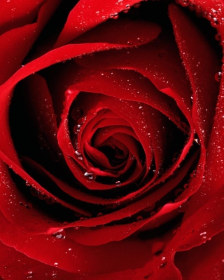 Scarlet Rose With Water Drops papel de parede para celular para Nokia Asha 311