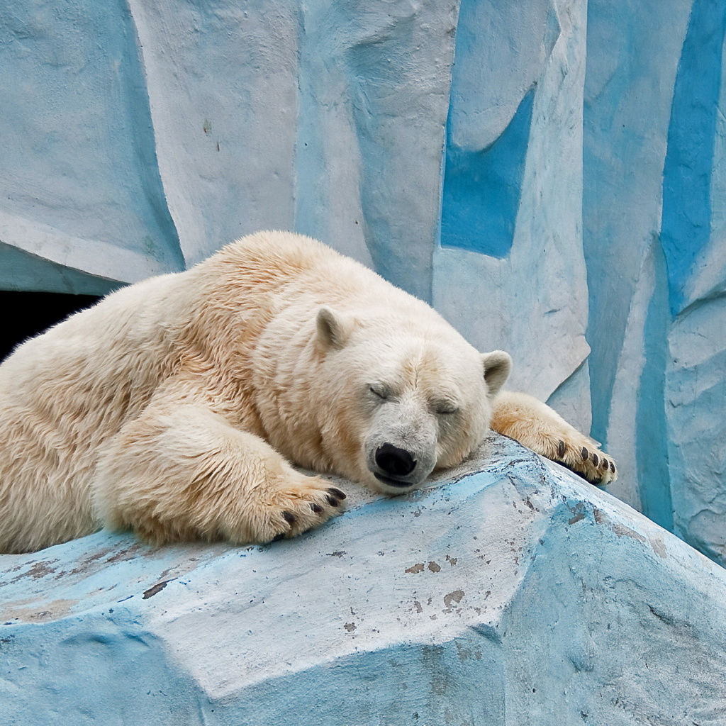 Fondo de pantalla Sleeping Polar Bear in Columbus Zoo 1024x1024