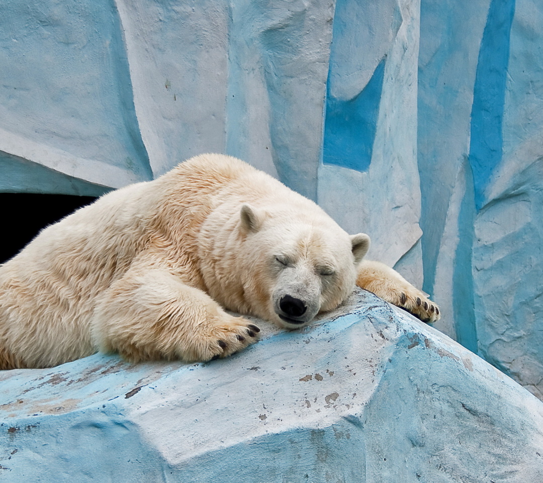 Fondo de pantalla Sleeping Polar Bear in Columbus Zoo 1080x960