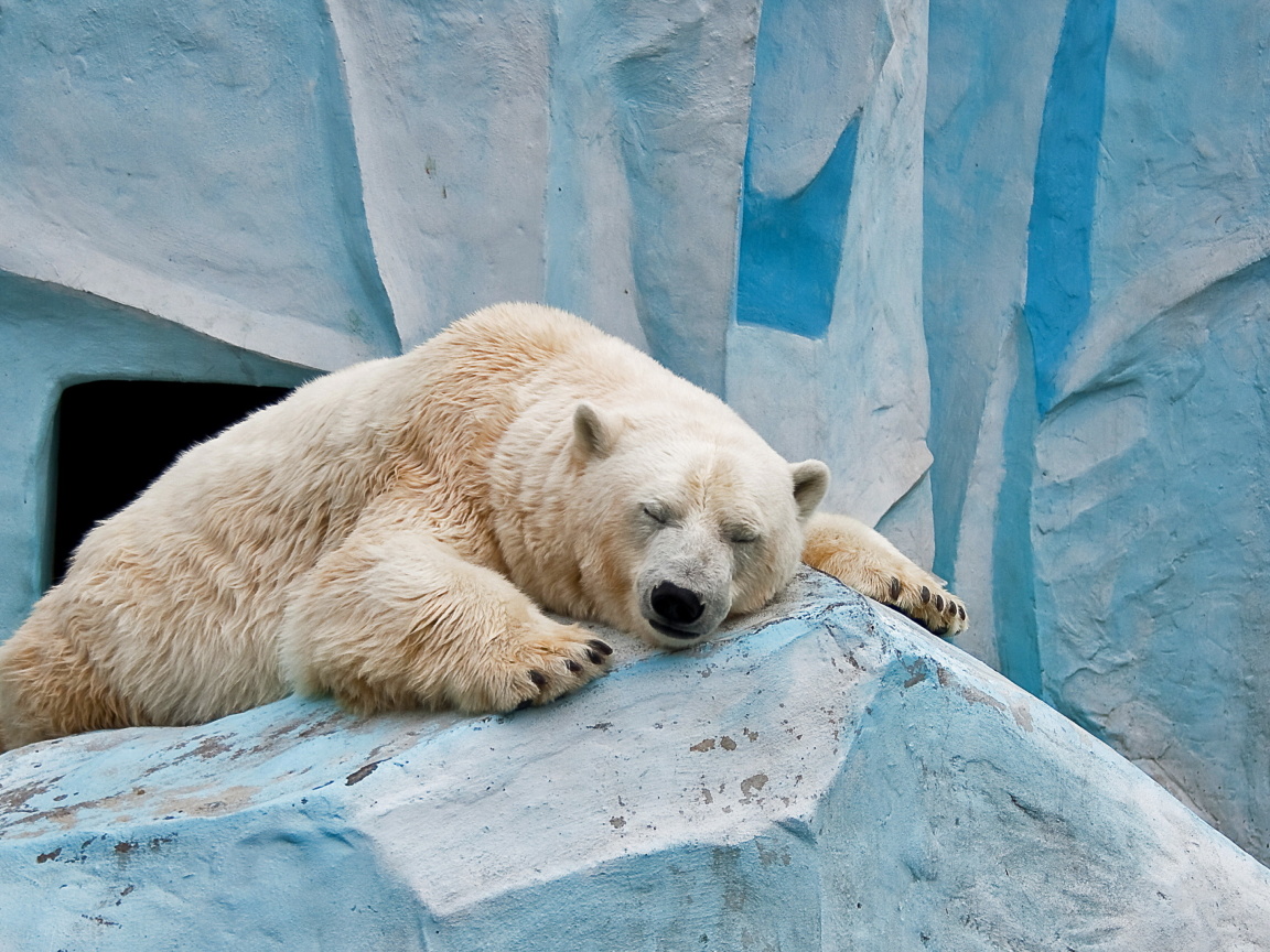 Fondo de pantalla Sleeping Polar Bear in Columbus Zoo 1152x864