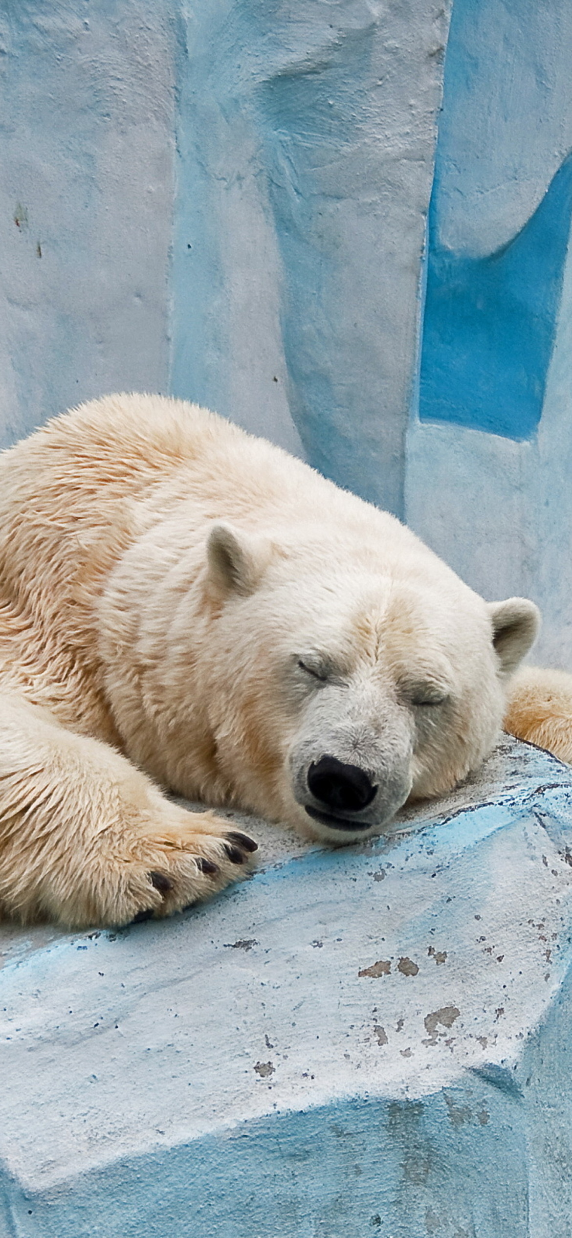 Sleeping Polar Bear in Columbus Zoo wallpaper 1170x2532