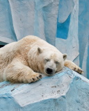 Fondo de pantalla Sleeping Polar Bear in Columbus Zoo 128x160