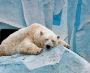 Fondo de pantalla Sleeping Polar Bear in Columbus Zoo 176x144