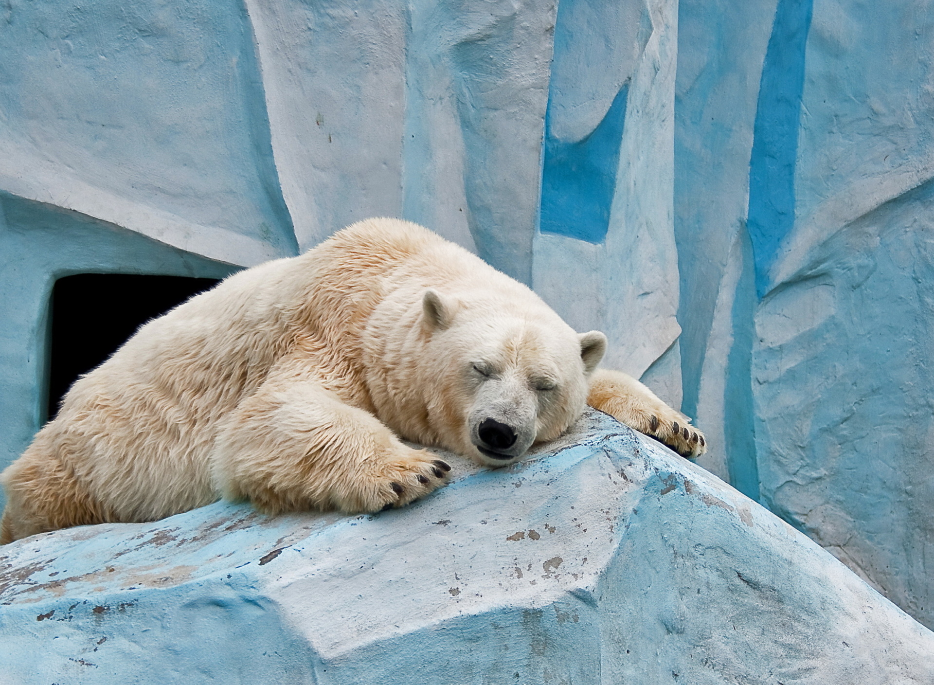 Fondo de pantalla Sleeping Polar Bear in Columbus Zoo 1920x1408