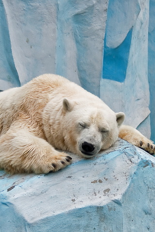 Das Sleeping Polar Bear in Columbus Zoo Wallpaper 320x480