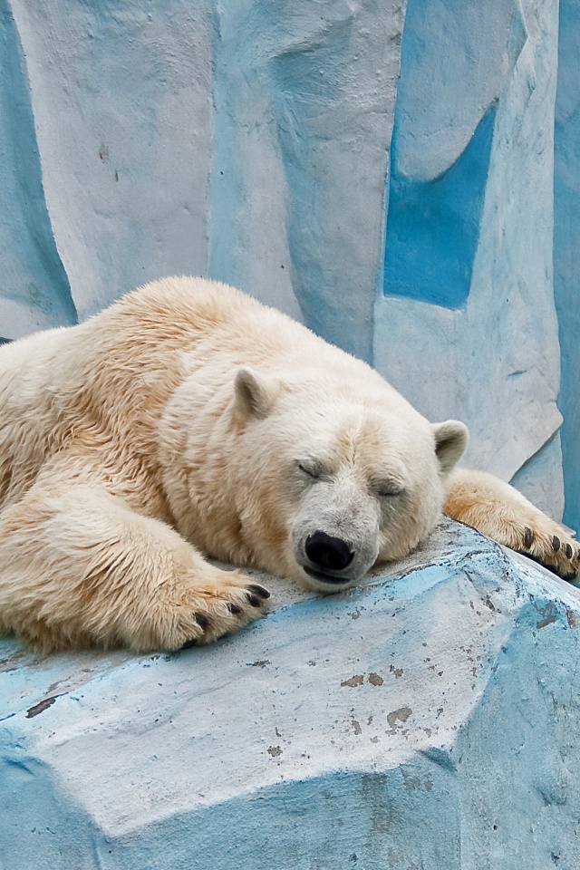 Sleeping Polar Bear in Columbus Zoo wallpaper 640x960