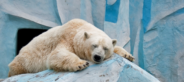 Fondo de pantalla Sleeping Polar Bear in Columbus Zoo 720x320