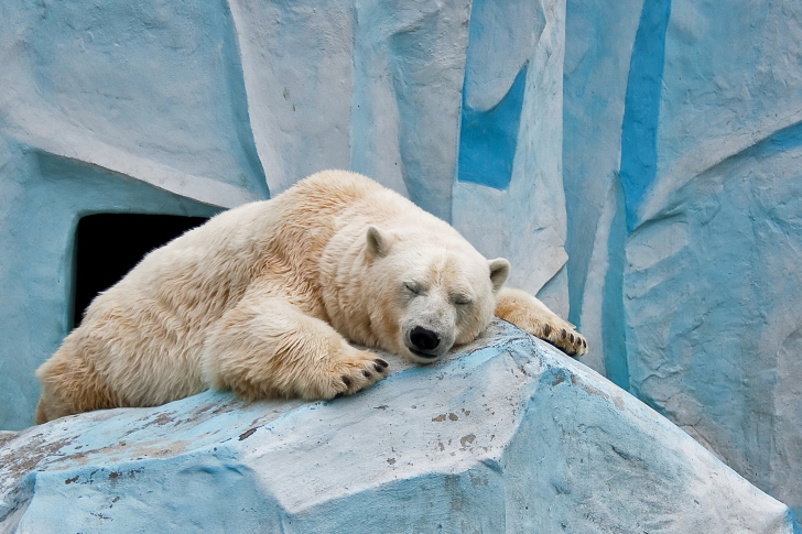 Sleeping Polar Bear in Columbus Zoo wallpaper