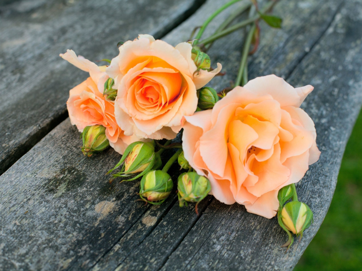 Обои Delicate Orange Rose Petals 1152x864