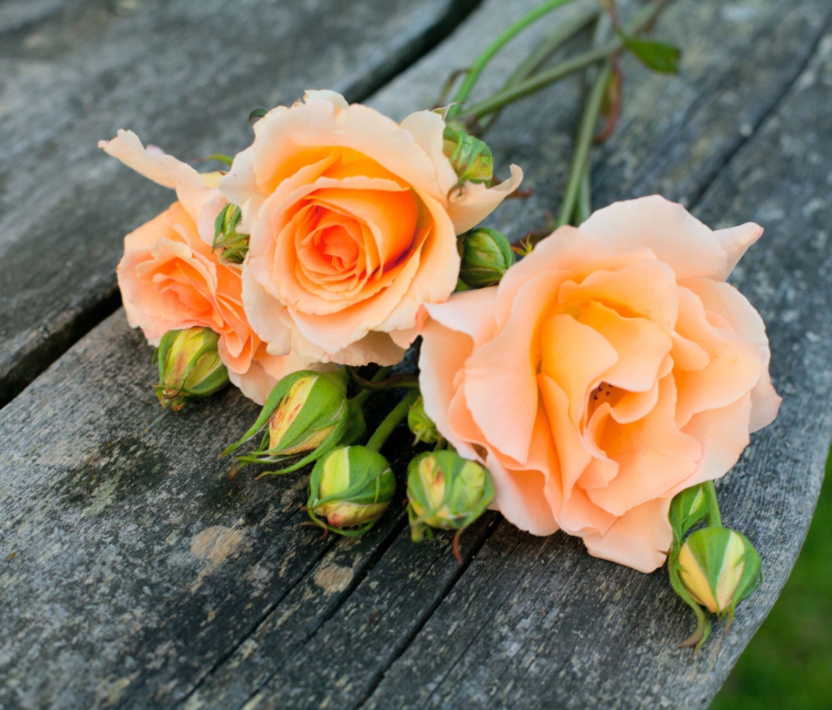 Обои Delicate Orange Rose Petals 1200x1024