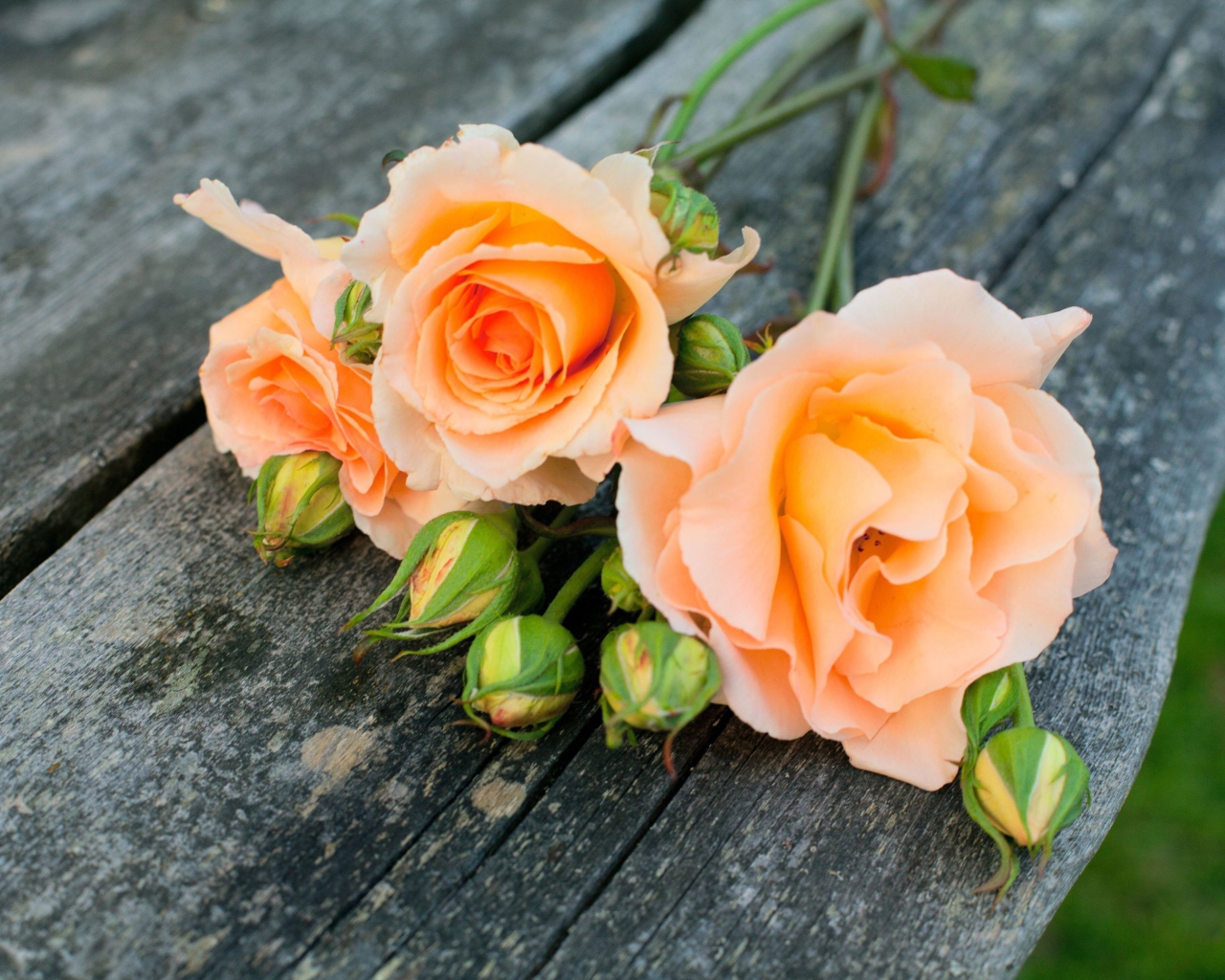 Fondo de pantalla Delicate Orange Rose Petals 1280x1024