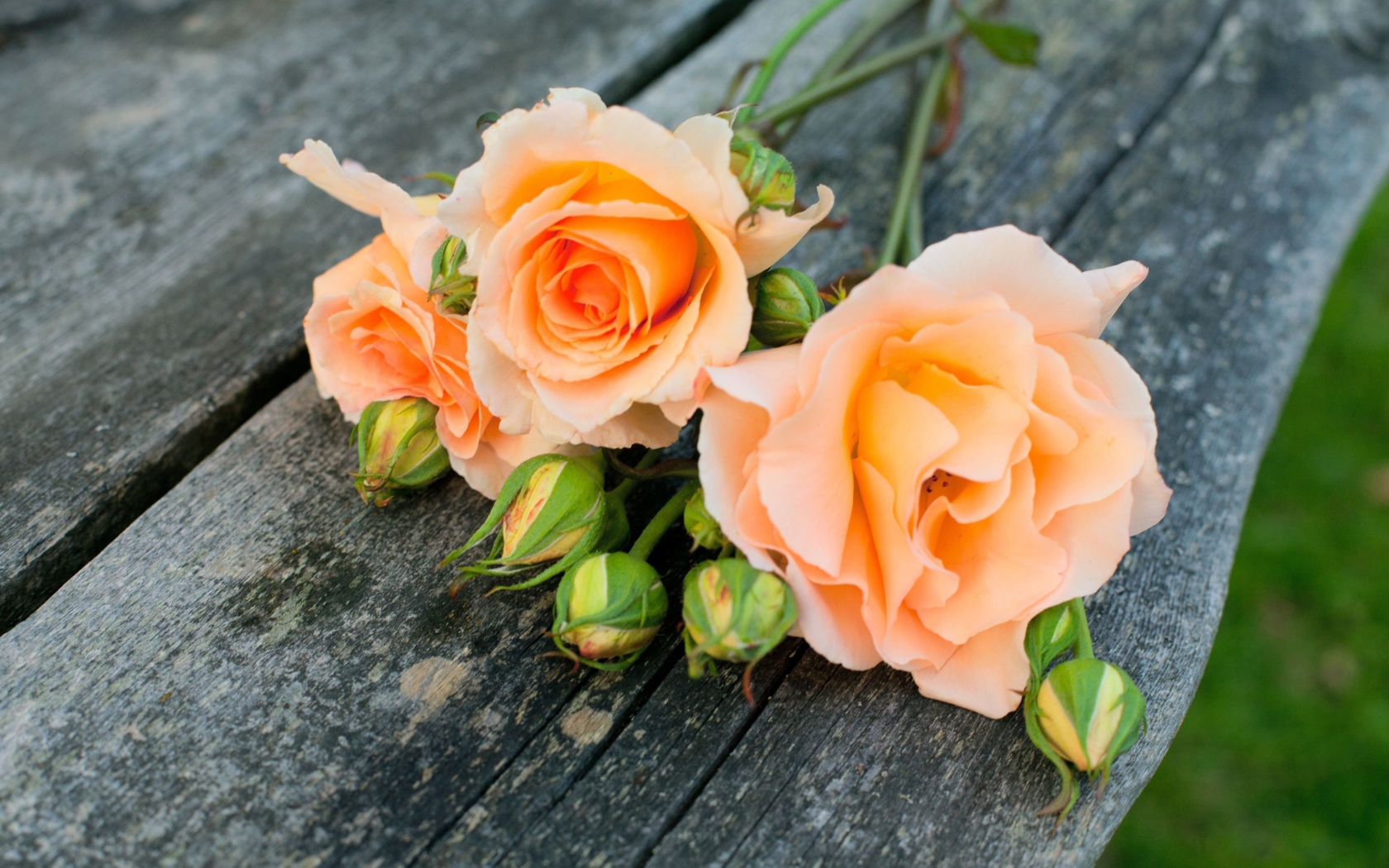 Fondo de pantalla Delicate Orange Rose Petals 1680x1050