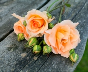 Fondo de pantalla Delicate Orange Rose Petals 176x144