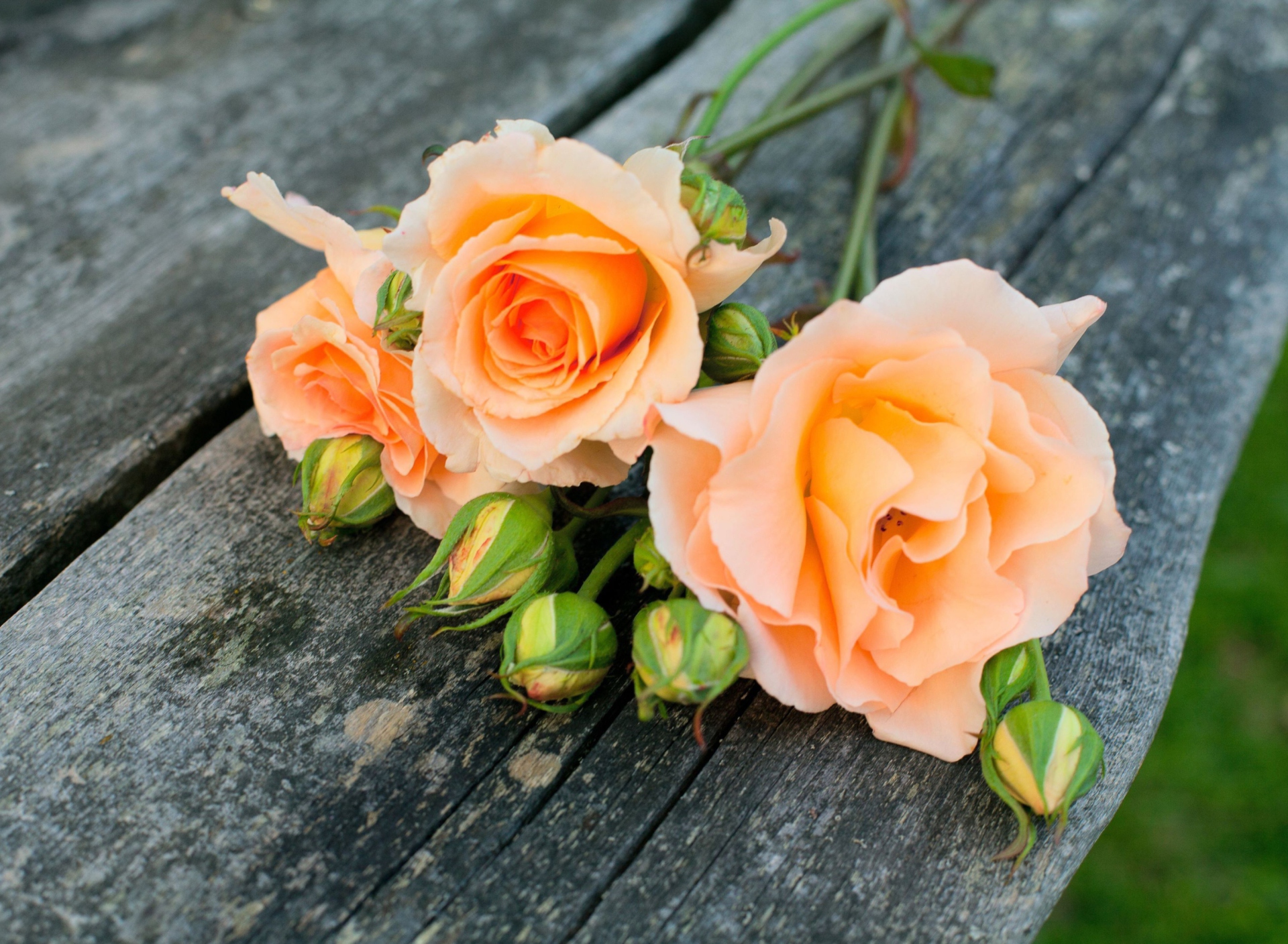 Fondo de pantalla Delicate Orange Rose Petals 1920x1408