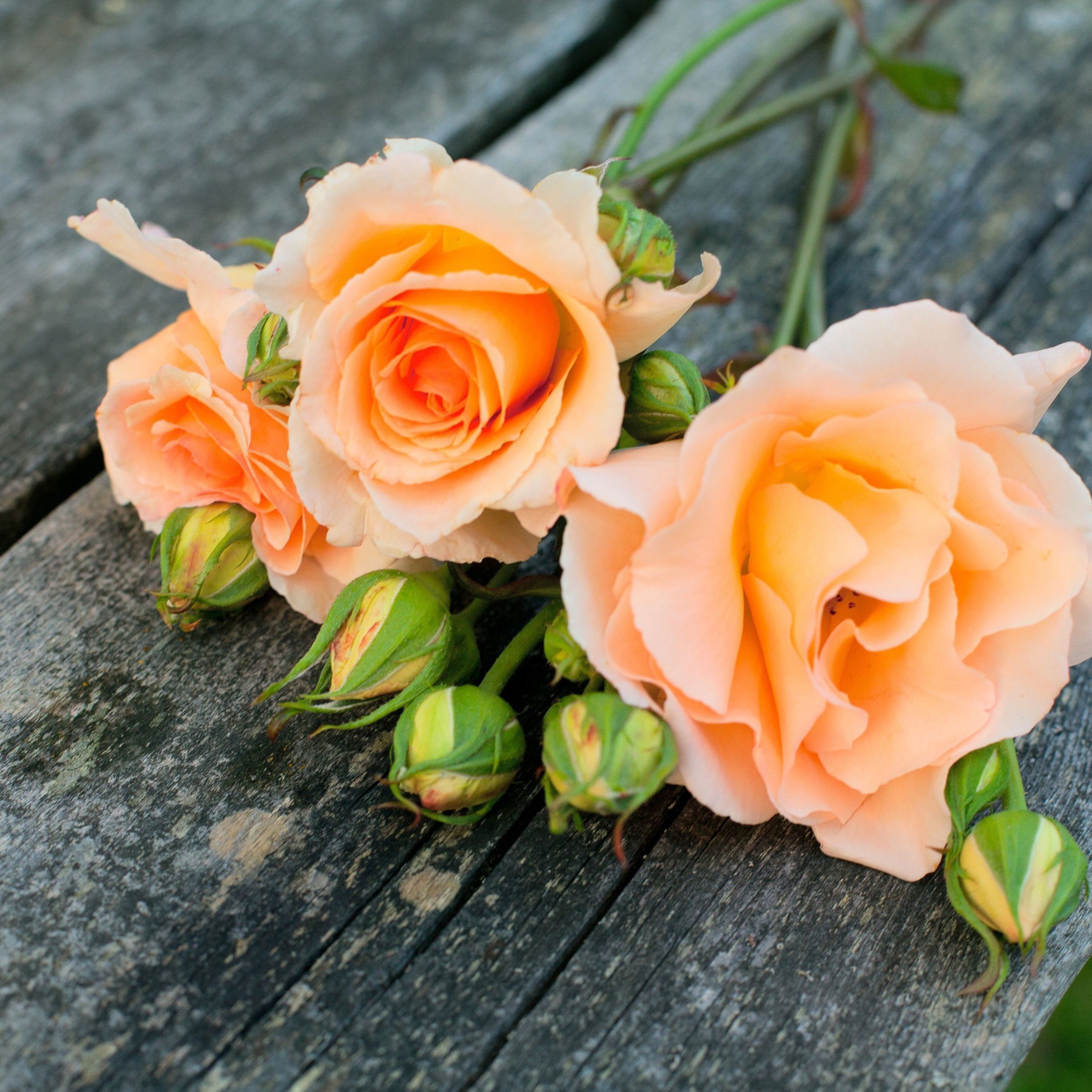 Sfondi Delicate Orange Rose Petals 2048x2048