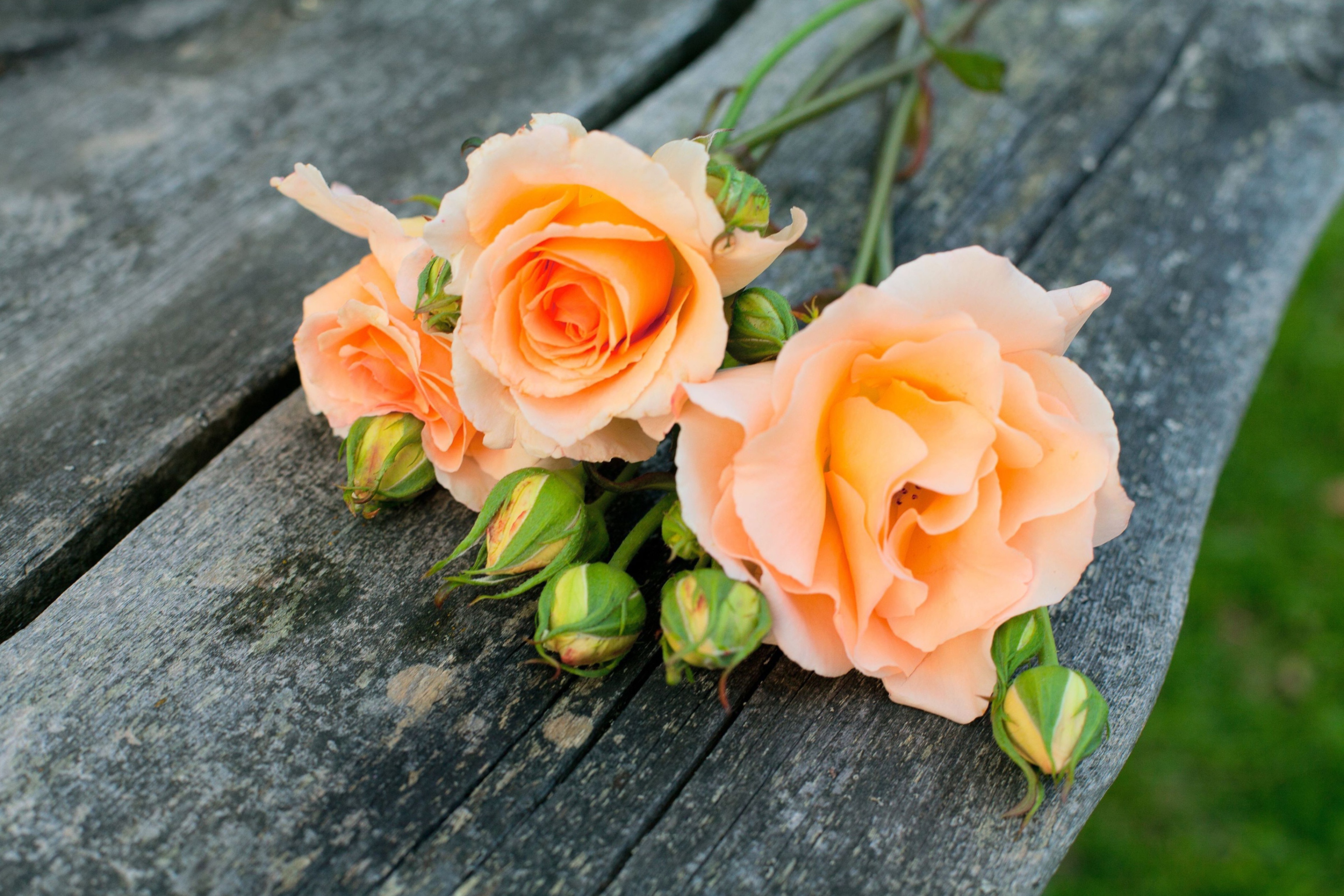 Fondo de pantalla Delicate Orange Rose Petals 2880x1920