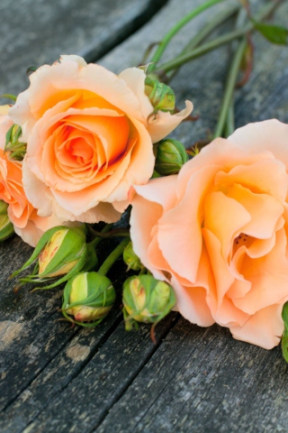 Обои Delicate Orange Rose Petals 320x480